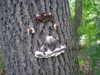 /album/fotogalerie/dscn3109-jpg/